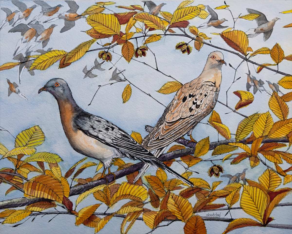 Passenger Pigeons (Prints available) by David Whited  Image: Passenger Pigeons