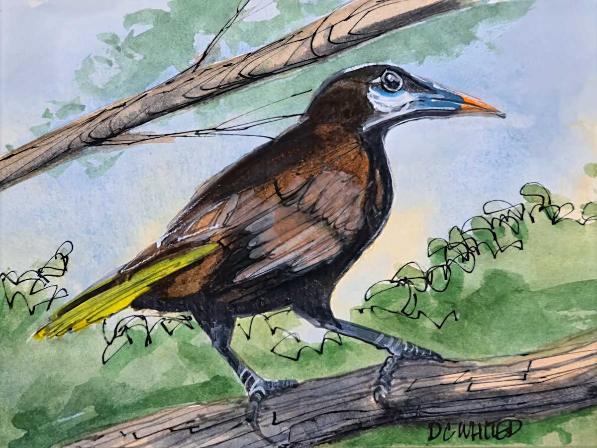 Montezuma Oropendola, Costa Rica by David Whited  Image: Montezuma Oropendola, Costa Rica