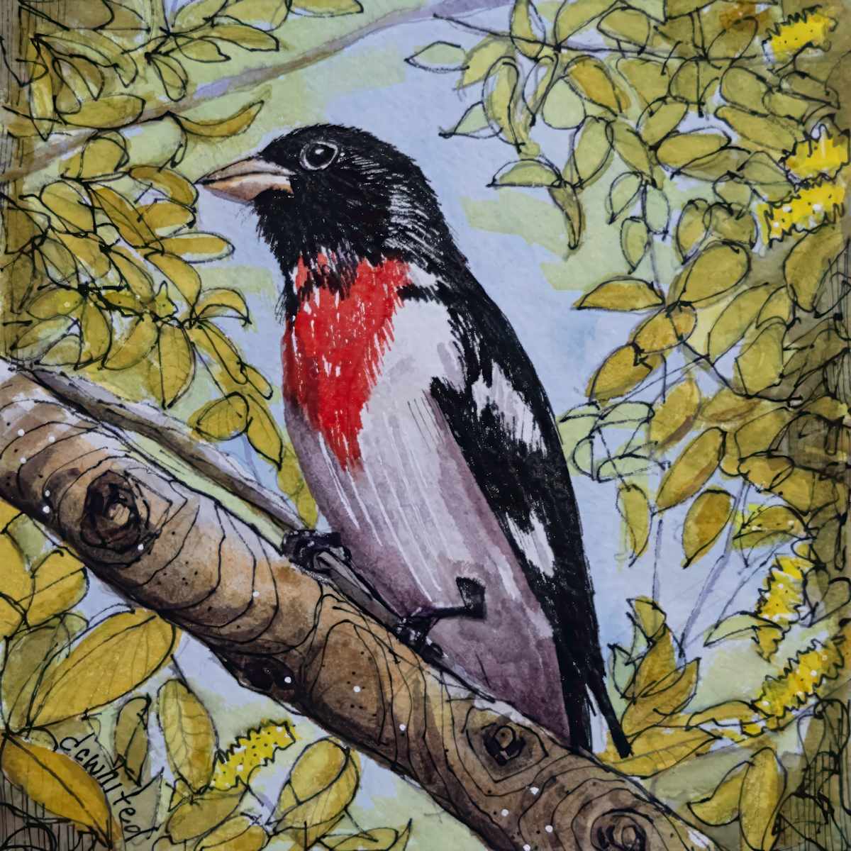 Red-breasted Grosbeak by David Whited  Image: Red-breasted Grosbeak