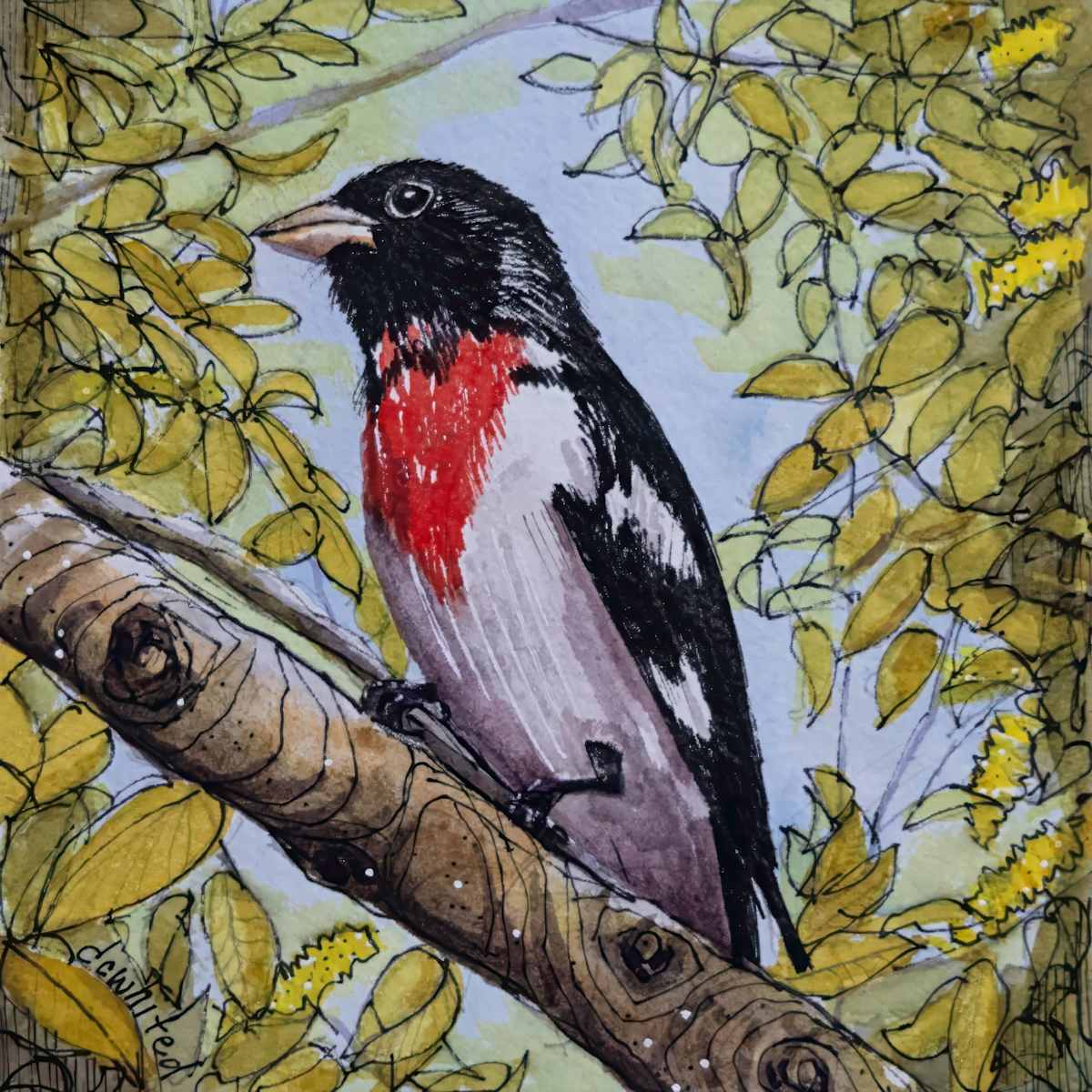 Red-breasted Grosbeak by David Whited, Image 1.