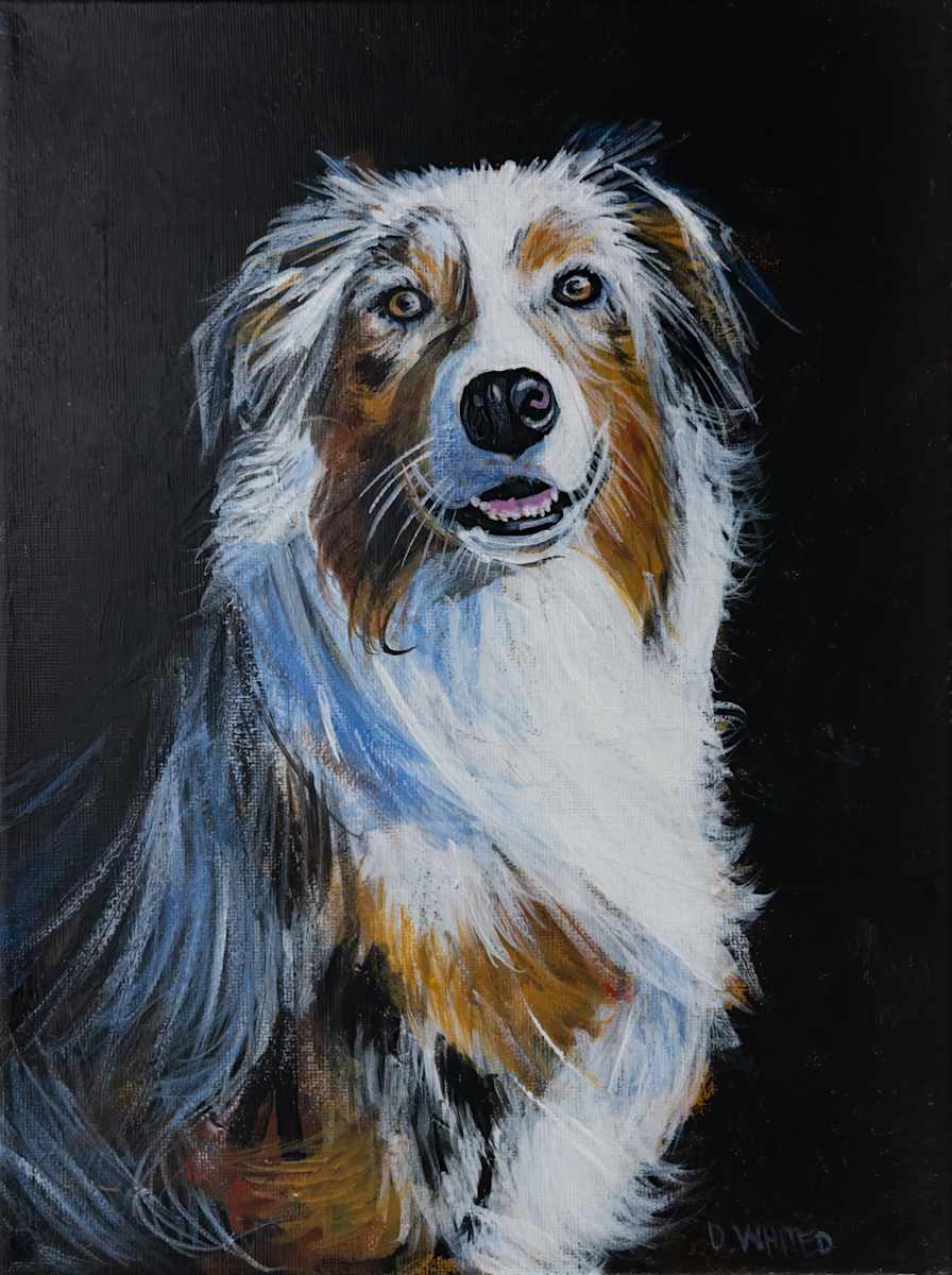 Australian Shepherd by David Whited  Image: Australian Shepherd
