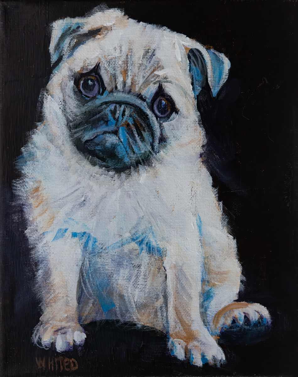 Young Pug by David Whited  Image: Young Pug