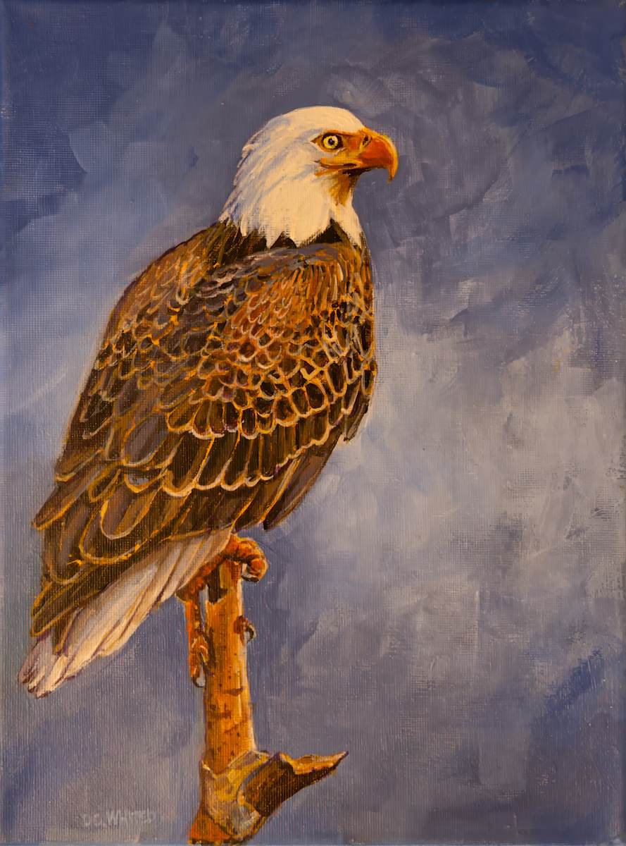 Bald Eagle by David Whited  Image: Bald Eagle