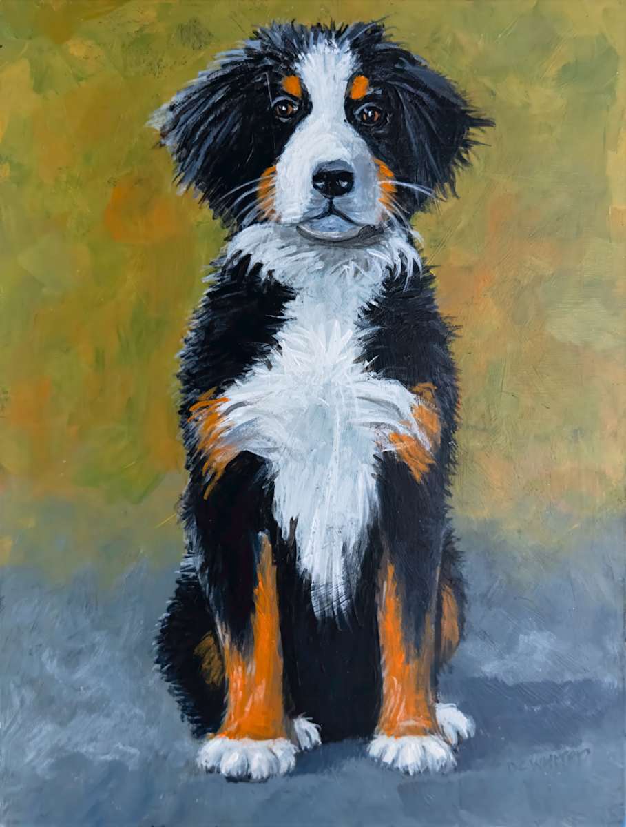 Bernese Mountain Dog puppy by David Whited  Image: Bernese Mountain Dog puppy