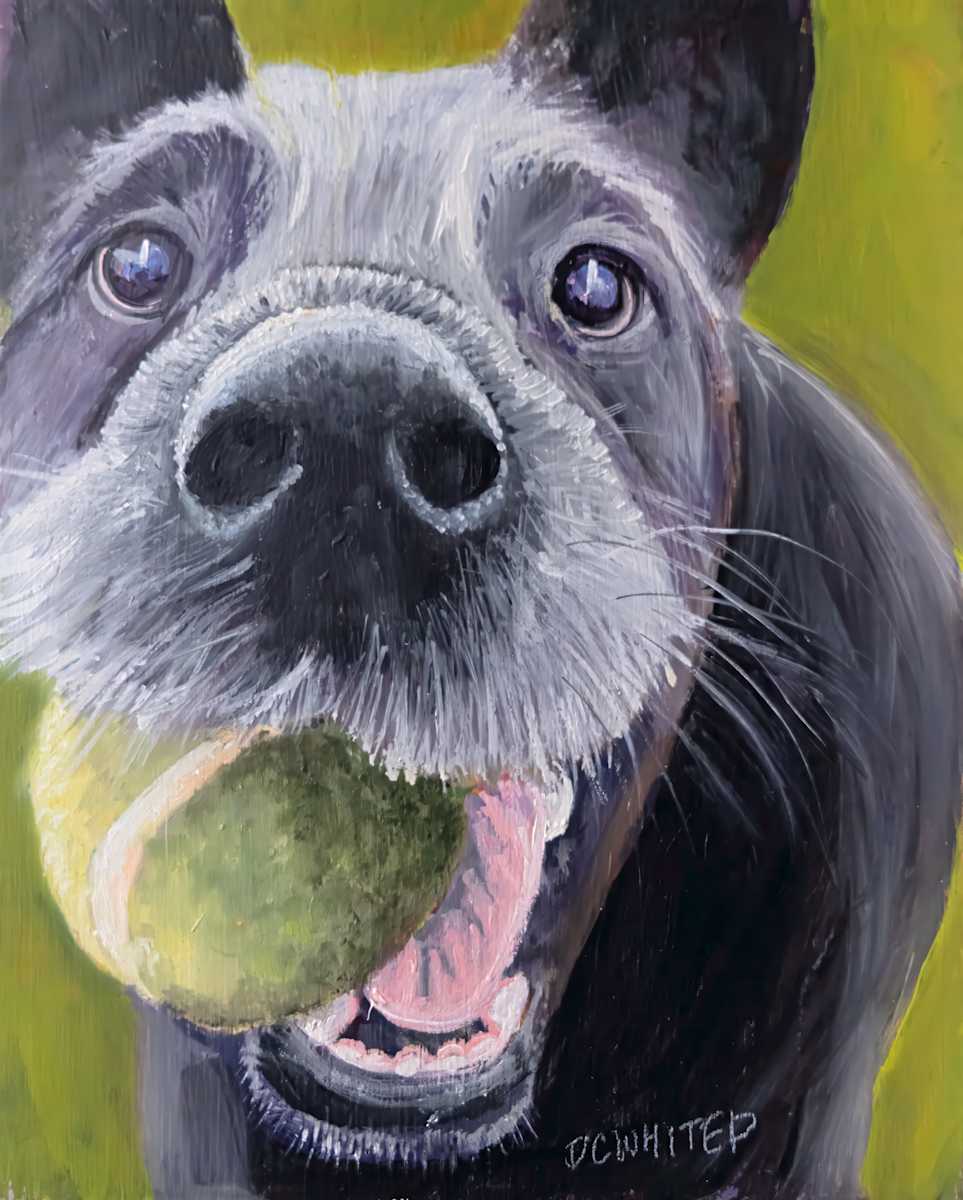 Playful pup by David Whited  Image: Playful pup