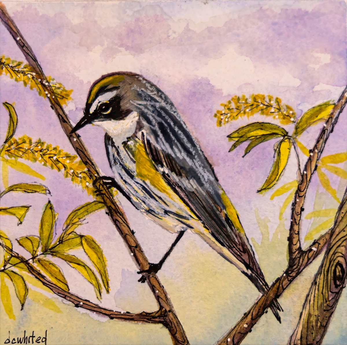 Yellow-rumped Warbler by David Whited, Image 1.