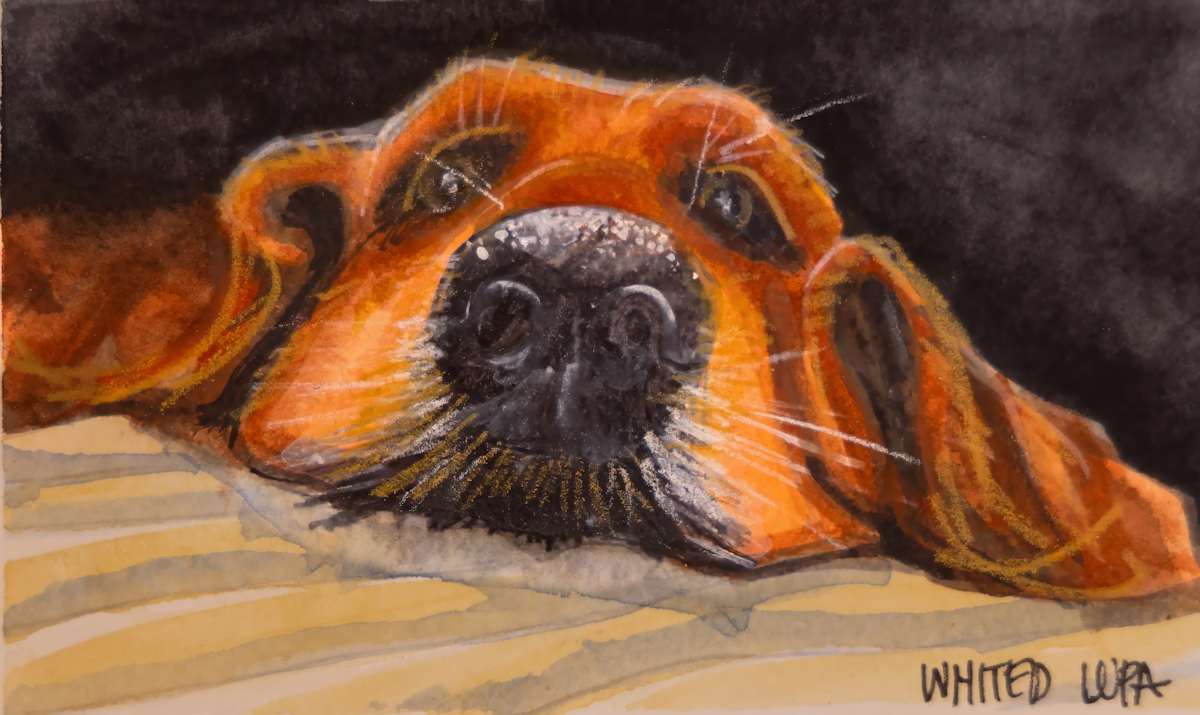 Golden Resting by David Whited, Image 1.