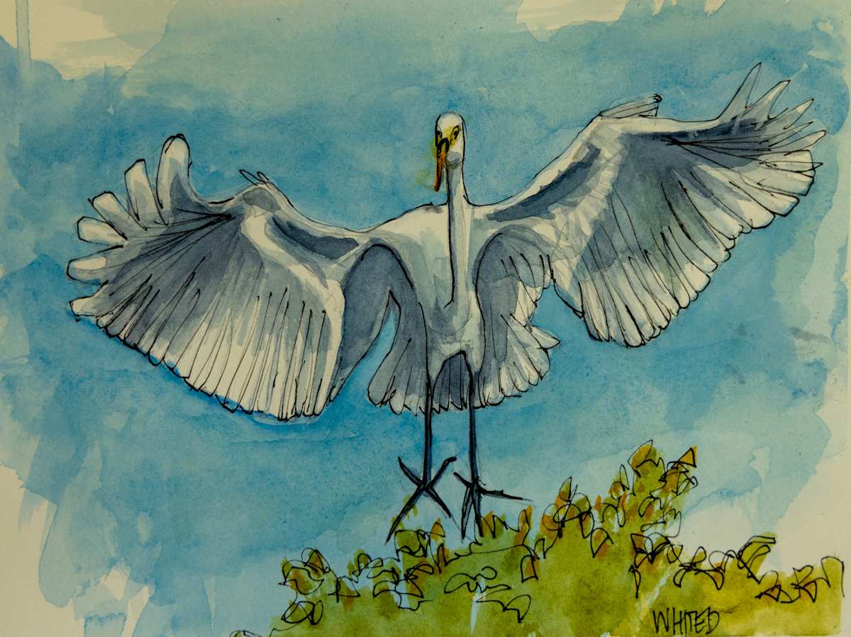 Great Egret landing by David Whited  Image: Great Egret landing