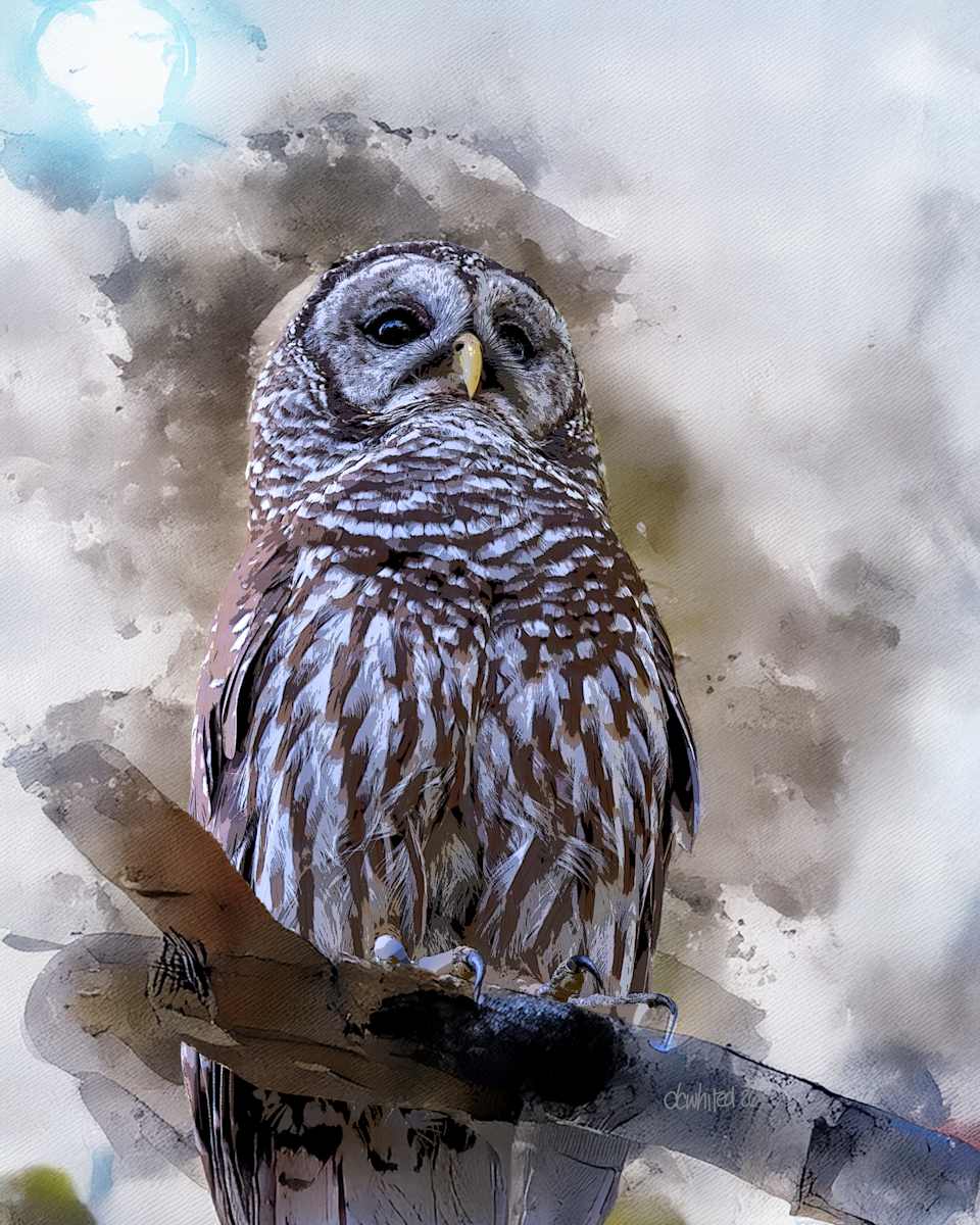 Barred Owl by David Whited, Image 1.