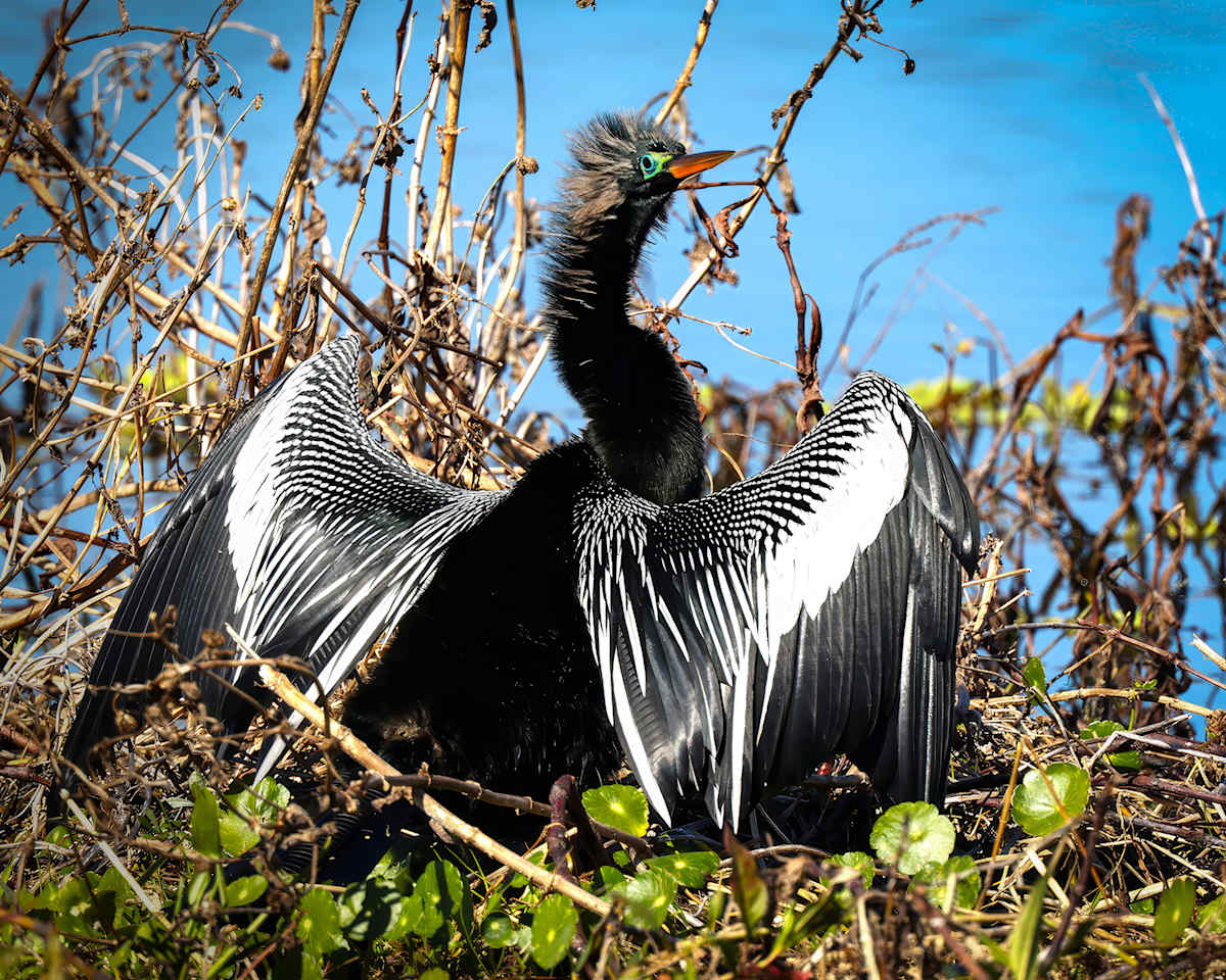 Anhinga, Florida, USA by David Whited  Image: Anhinga, Florida, USA