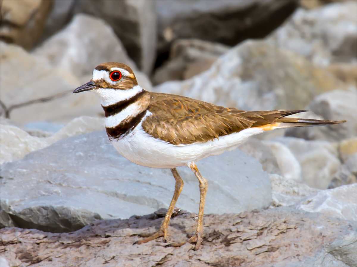 Killdeer, Ohio, USA by David Whited  Image: Killdeer, Ohio, USA