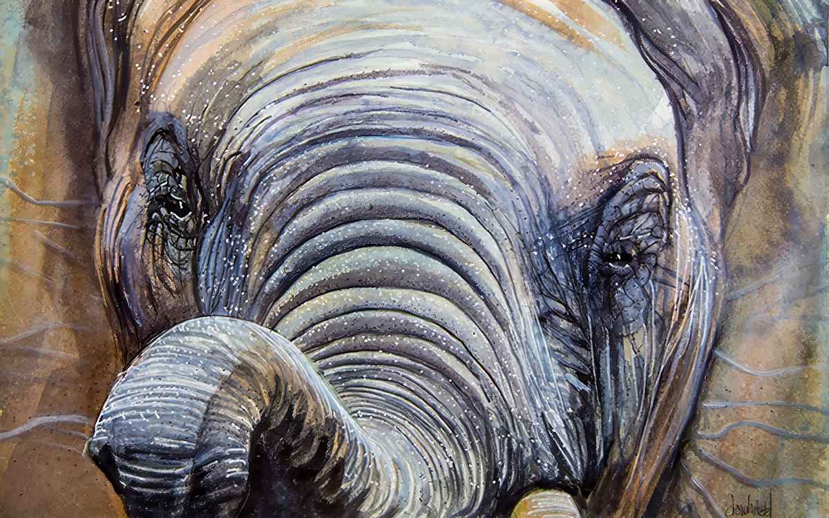 African elephant close-up by David Whited  Image: African elephant close-up