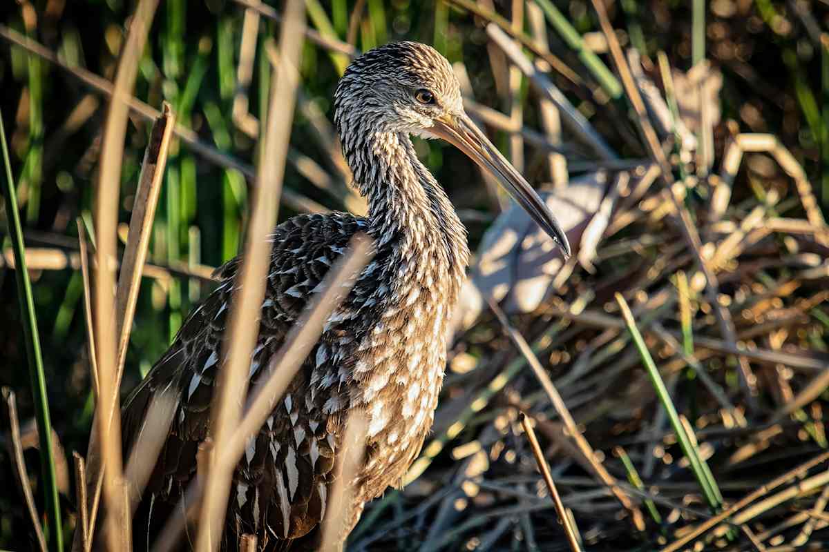 Limpkin, Florida, USA by David Whited  Image: Limpkin, Florida, USA