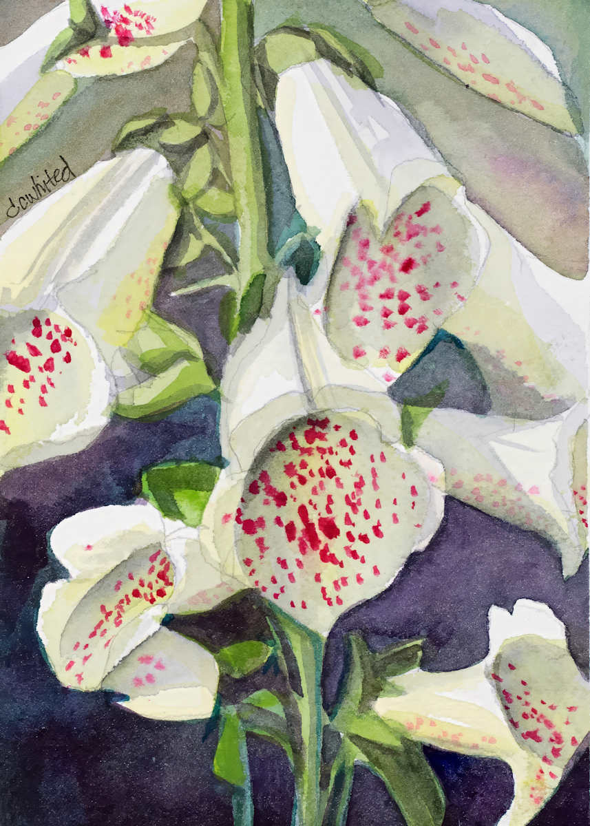 Foxglove (prints available) by David Whited  Image: Foxglove
