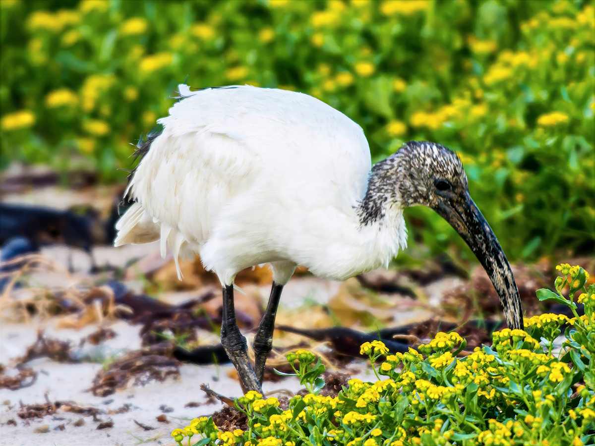 African sacred ibis by David Whited  Image: African sacred ibis