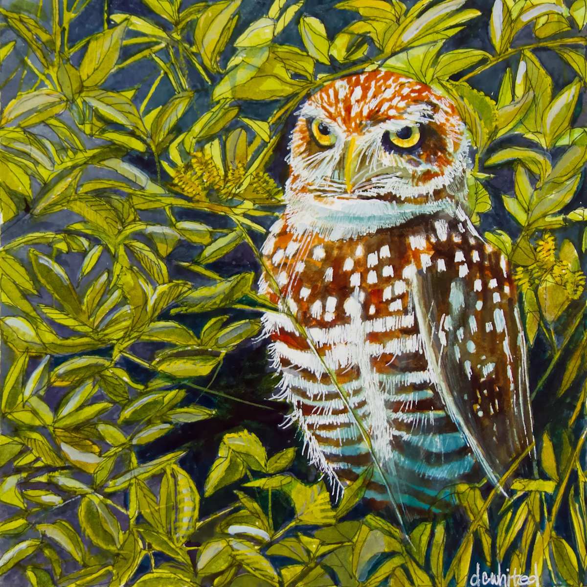 Burrowing Owl (Prints available) by David Whited  Image: Burrowing Owl