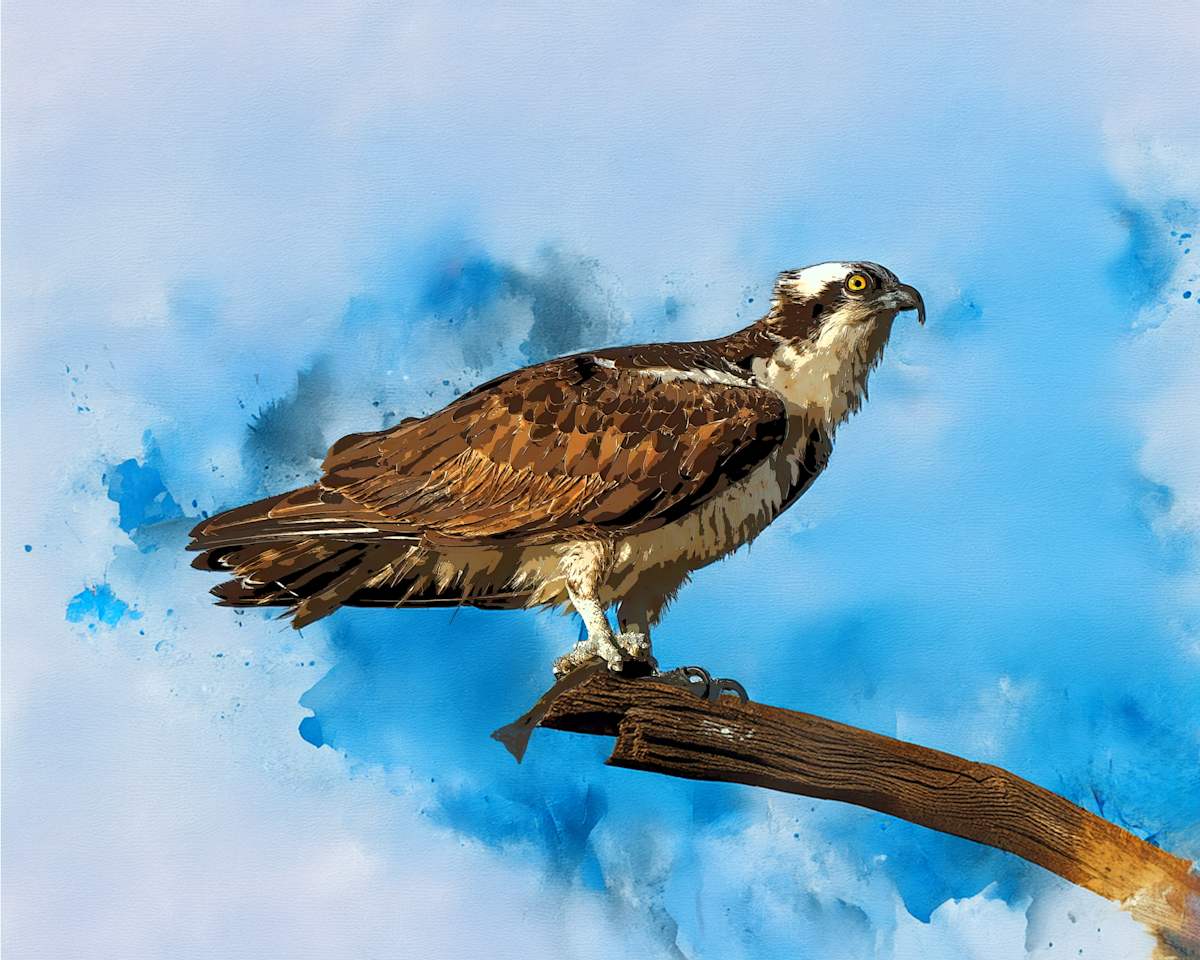 Osprey by David Whited, Image 1.