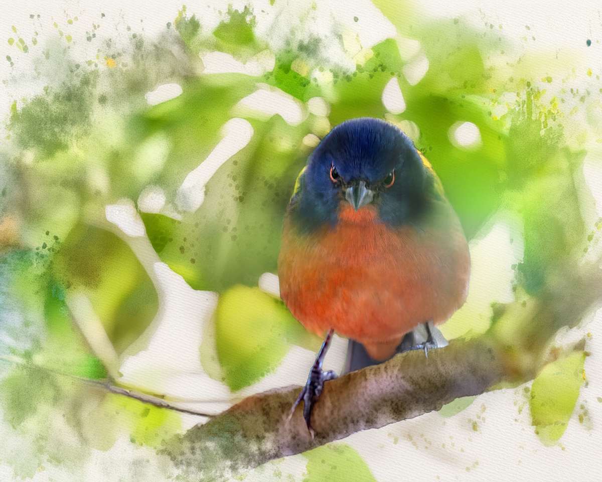 Painted Bunting with a Grudge by David Whited, Image 1.
