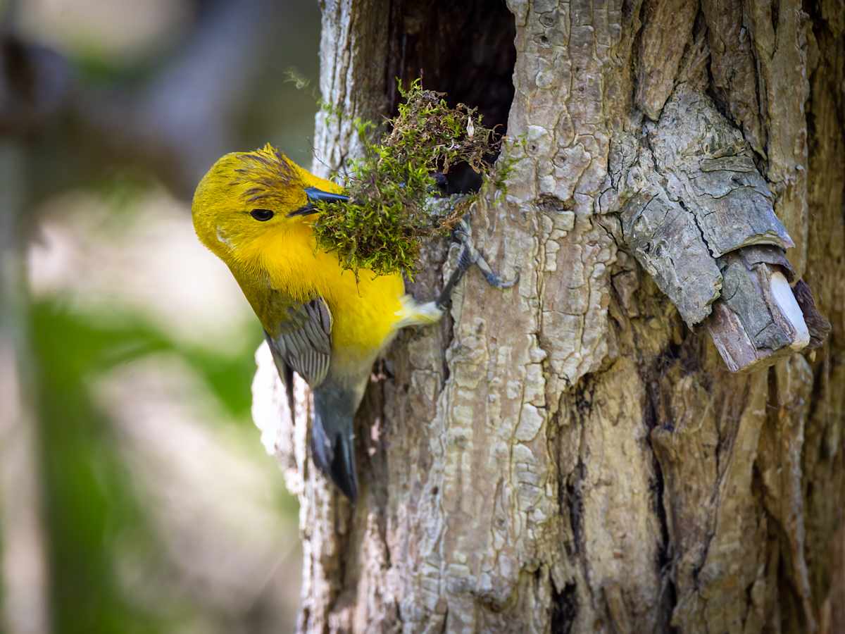 Prothonotary warbler, nesting by David Whited  Image: Prothonotary warbler, nesting, Ohio