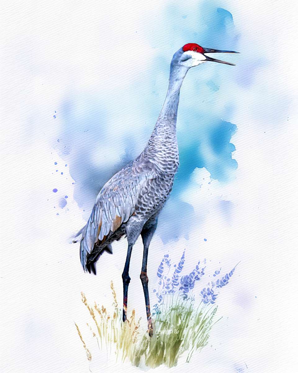 Sandhill Crane by David Whited, Image 1.