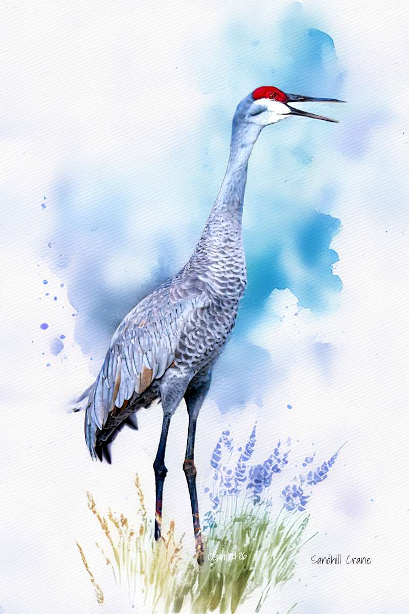 Sandhill Crane by David Whited  Image: Sandhill Crane