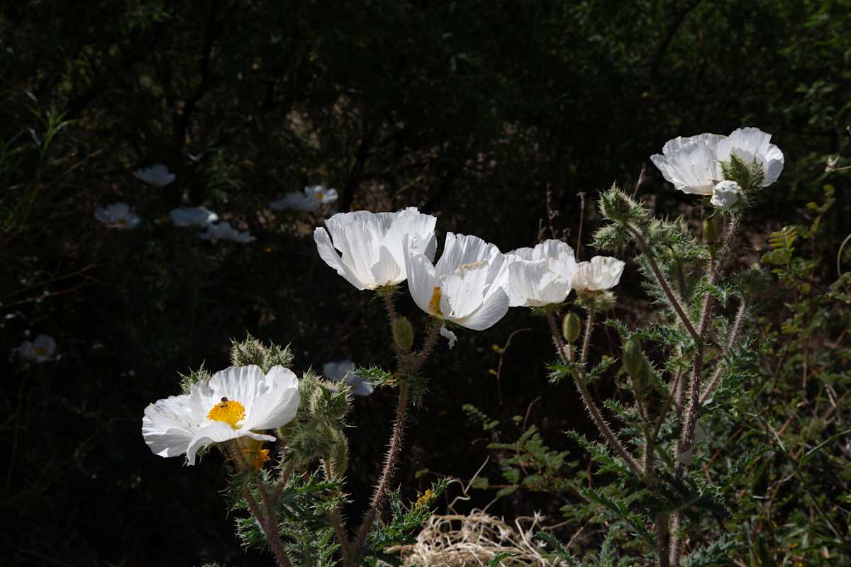 Crested prickly poppy by David Whited  Image: Crested prickly poppy