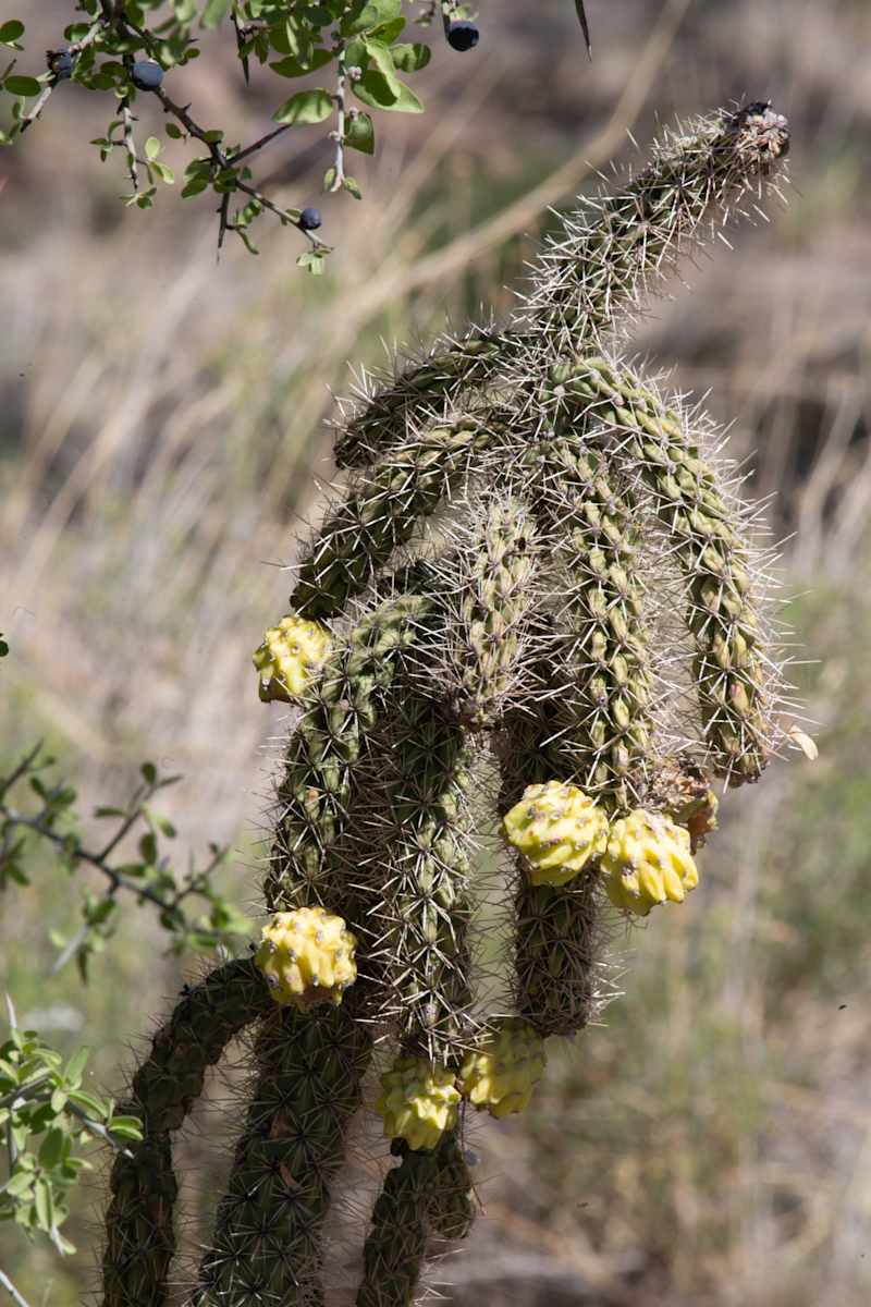 Cane cholla cactus by David Whited  Image: Cane cholla cactus