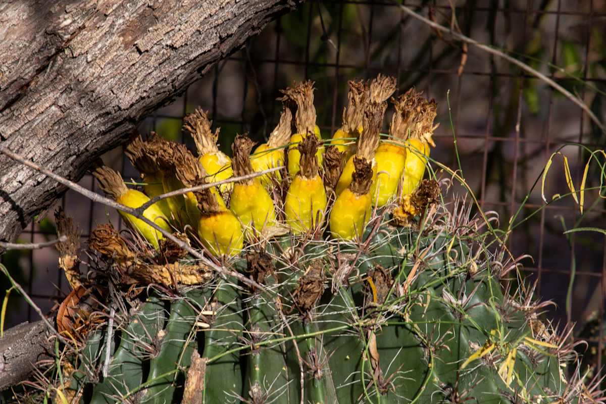 Fishhook barrel cactus by David Whited  Image: Fishhook barrel cactus