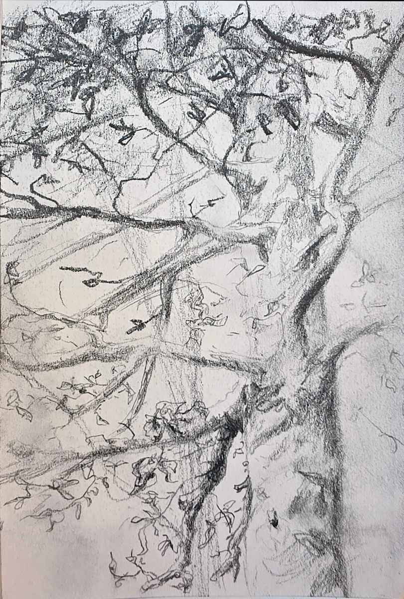 Hammock Study by Tashina Marie  Image: This drawing was made while resting in a hammock, looking up through the trees during a camping trip. Rather than fixing the scene, the work focuses on the sensation of subtle motion—the soft sway of branches, the drifting of lines, and the quiet rhythm of being held in place while the forest moves overhead.
