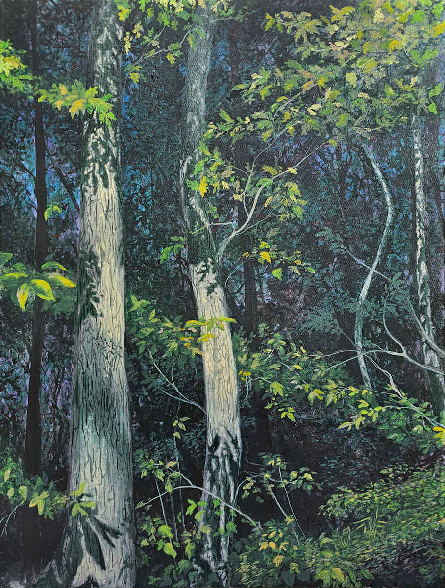 Stories Of Our Grandfathers by Tashina Marie  Image: Three generations of white oak glow in the evening light of a dark forest. The oak tree is considered the grandfather tree. Much like these forest sentinels, our ancestors ventured forth into the unknown, and their stories guide and inspire generations.