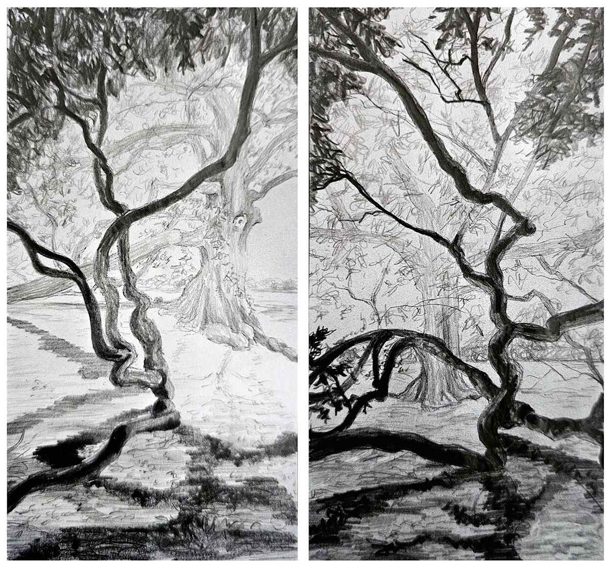 The Birthing Tree: Sketch by Tashina Marie  Image: The Birthing Tree is an American Heritage Tree in McMinnville, TN. This White oak was a landmark that pilgrims stopped at for extended stays and often gave birth beneath its vast canopy. There is a legend that children born here were destined to have lives of good fortune.