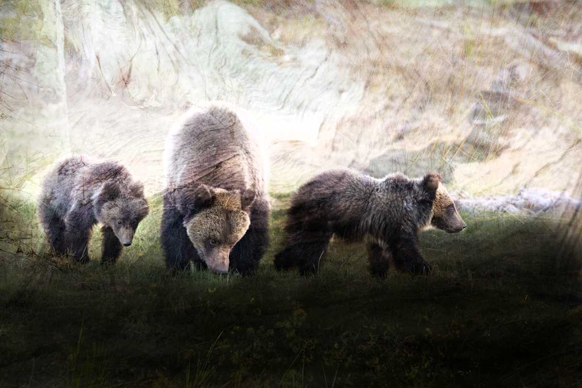 She Who Walks Before by Tashina Marie  Image: She walks with quiet purpose, her body heavy with memory and knowing.
 Behind her, two young ones tread the sacred earth, learning the rhythm of survival one pawstep at a time.
In the mythology of many cultures, the bear is more than animal—she is ancestor, guardian, healer, and guide. She is the one who holds the wisdom of seasons. The one who enters the deep stillness of winter and returns bearing life. She is the strength that shelters, the wildness that remembers.
This image is an invocation of that legacy. A mother grizzly and her cubs move as one—separate yet bound. The mother does not wait. She leads.
 She walks before.
She Who Walks Before is a portrait of sacred protection and primal teaching.
 It honors the path of the wildmother, and the tender strength passed down through presence, instinct, and silent grace.
This is not only about survival.
 It is about remembering.
 It is about becoming.