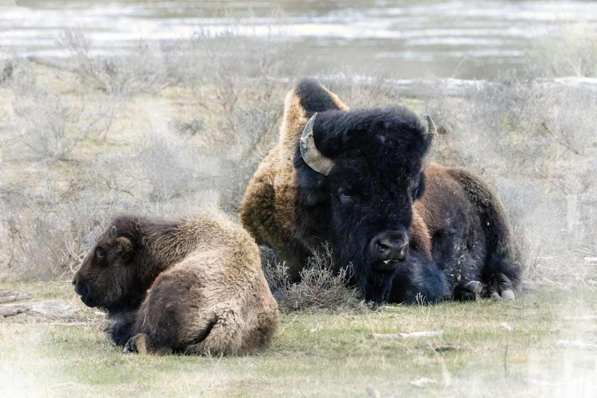 Guarding The Way Forward by Tashina Marie  Image: Beneath the horned sentinel, the small one learns the first law of continuance:
 that life moves forward because something older has chosen to stand watch.
 This is how a lineage remembers itself — not just in myth or inscription,
 but in the living body of the one who will not move aside.

Here, protection is a covenant of time.
 The elder holds the threshold so the future may step through unbroken.
 In this posture — tense, alert, unwavering — the world speaks an ancient truth:
 what is born will be defended, until it can defend what follows after it.
