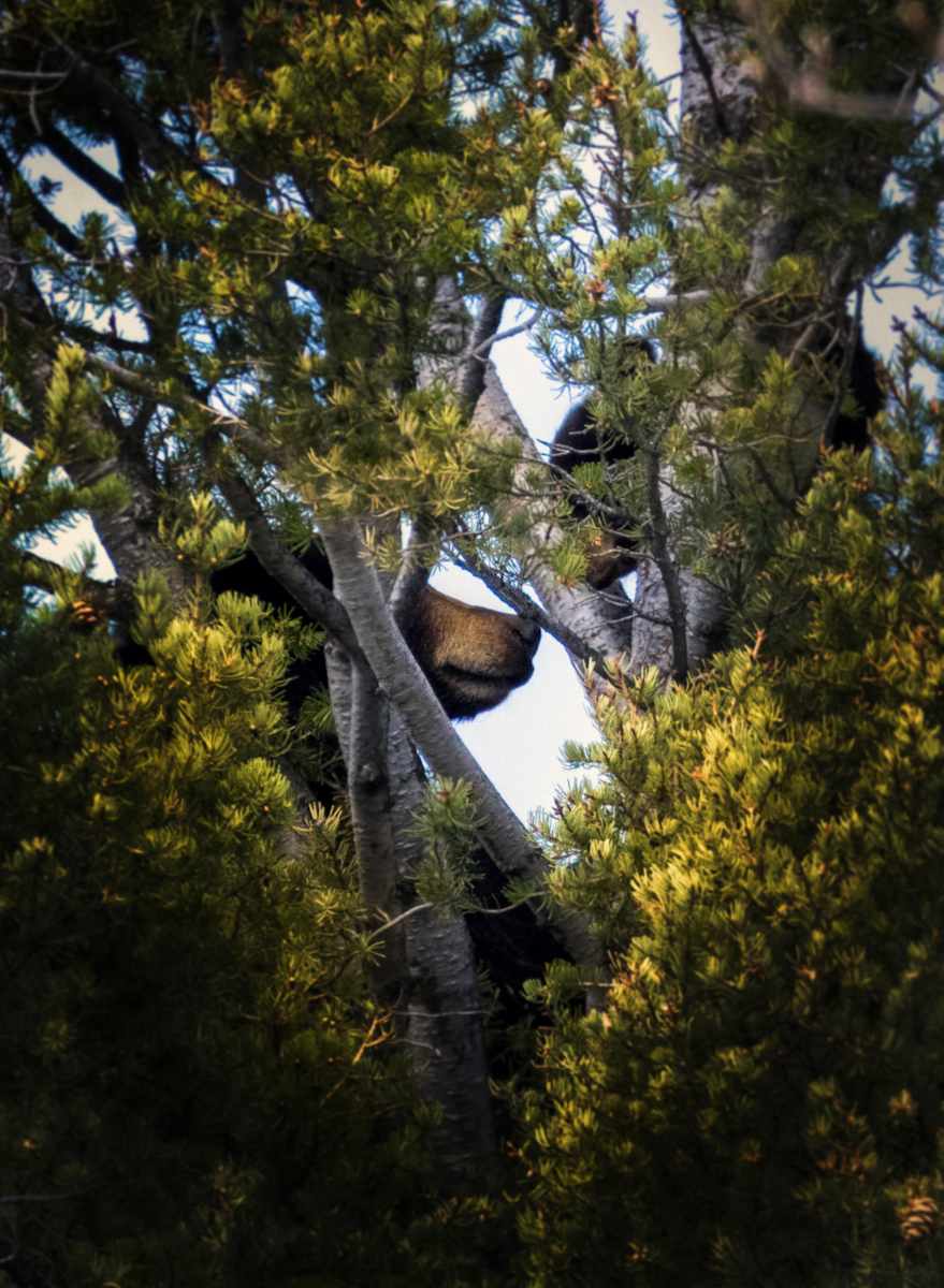 A Future Held by Nurture’s Hand by Tashina Marie  Image: High in the branches, hidden from the world, the next life is taught its beginning.
 Not through lesson or command, but through touch — the soft law of closeness.
 Here the future is not merely born; it is steadied, warmed, and initiated
 by the one who came before it.
In the quiet work of nurture, the line is carried forward.
 No trumpet announces this covenant; it is written in breath and fur,
 in the meeting of small muzzle and great,
 in the unrecorded tenderness that prepares a life to go on living.