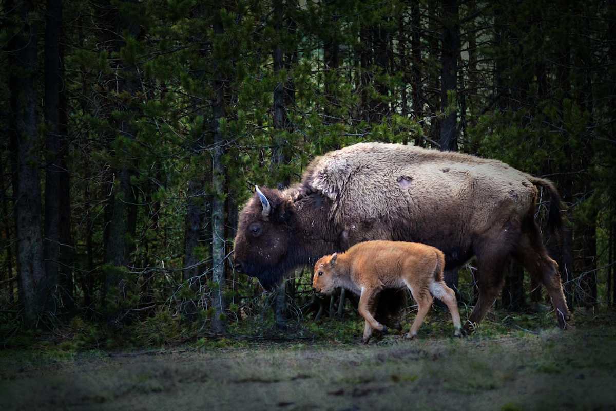 The Path Of The Sacred Ones by Tashina Marie  Image: In the stillness of the forest, two sacred lives walk as one. The elder carries memory in her bones—windswept, weathered, a bearer of ancestral strength. The calf follows, legs unsteady but spirit bright, guided not just by instinct but by something older: belonging.
In many Native American traditions, the buffalo is more than an animal—it is a sacred relative, a teacher, a provider. For the Lakota, Dakota, and many Plains tribes, the White Buffalo Calf Woman brought the pipe and the teachings of prayer, ceremony, and harmony. The buffalo became a symbol of abundance, humility, and spiritual guidance, offering its whole body to sustain life.
This image is a quiet homage to that sacred lineage. The calf represents not only new life, but the continuation of the sacred path, a renewal of the covenant between Earth and her people. The mother, scarred and enduring, is the embodiment of the earth herself—resilient, giving, unyielding in love.
The Path of the Sacred Ones reminds us that survival is not just instinct—it is wisdom passed from breath to breath, hoof to hoof, heart to heart. It is the slow, reverent walk of memory made flesh.