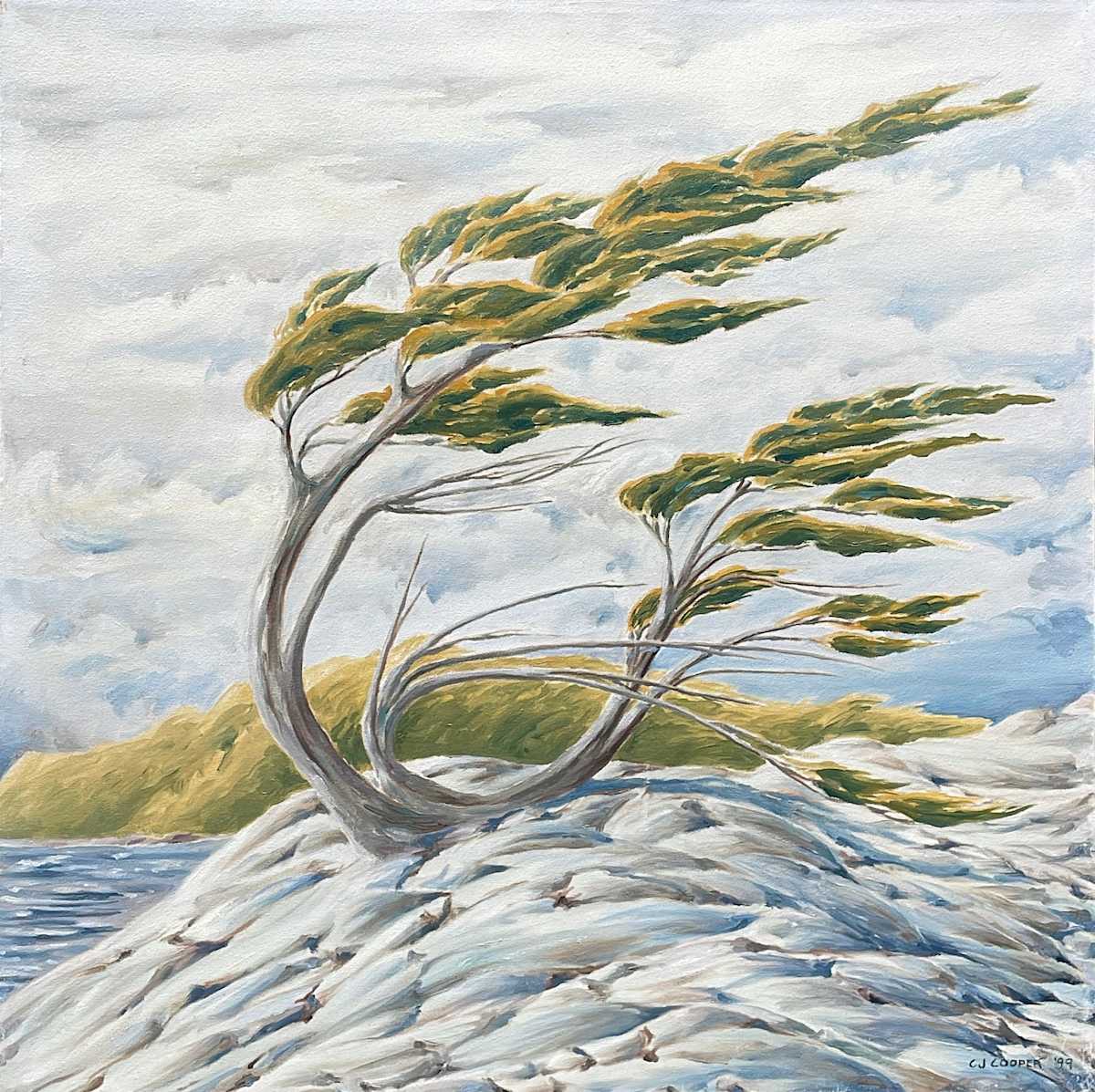 Curved Pine, Massasauga by Chris James Cooper 