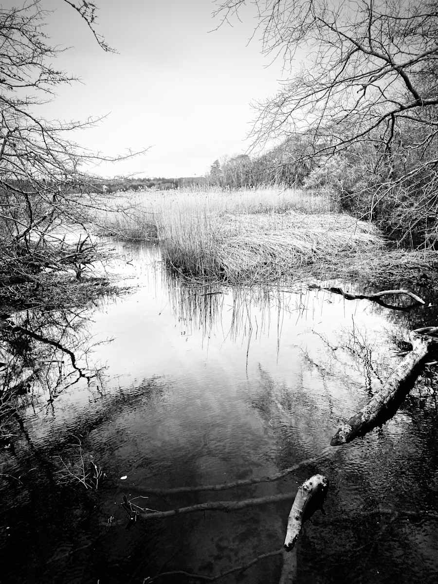 Marsh Alcove by Rodney Artiles, Image 1.