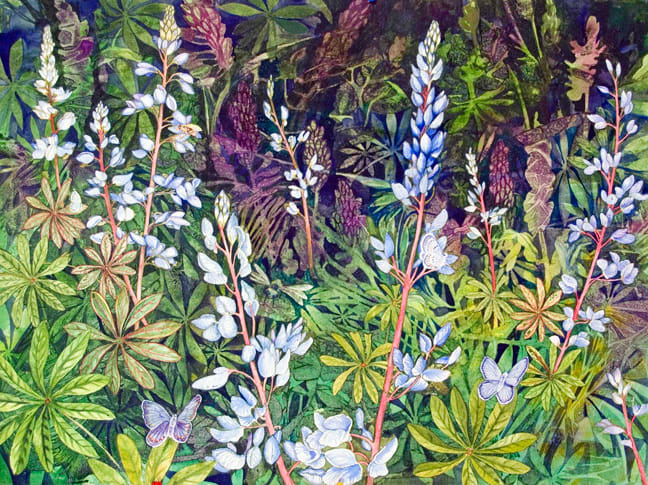 Karner Love Lupine a limited edition giclee print of an original watercolor 