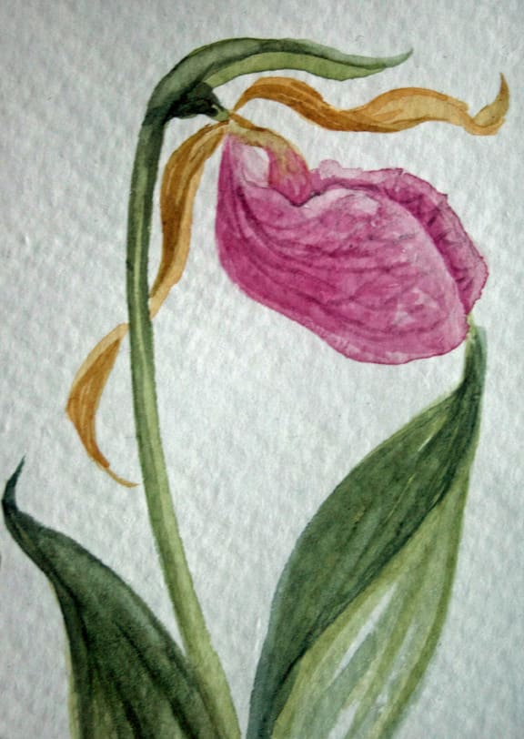 Pink Lady Slipper, 10 of 33 