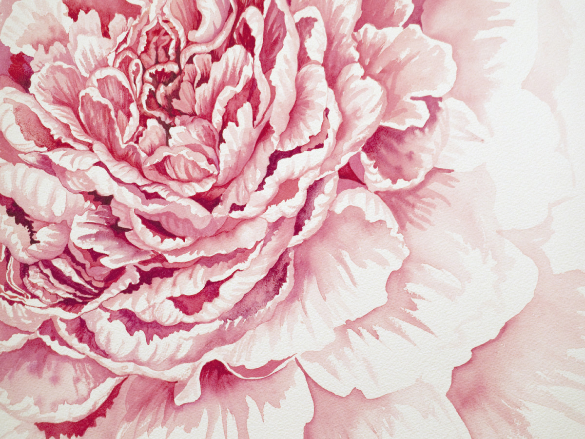 Pink Peony by Helen R Klebesadel 