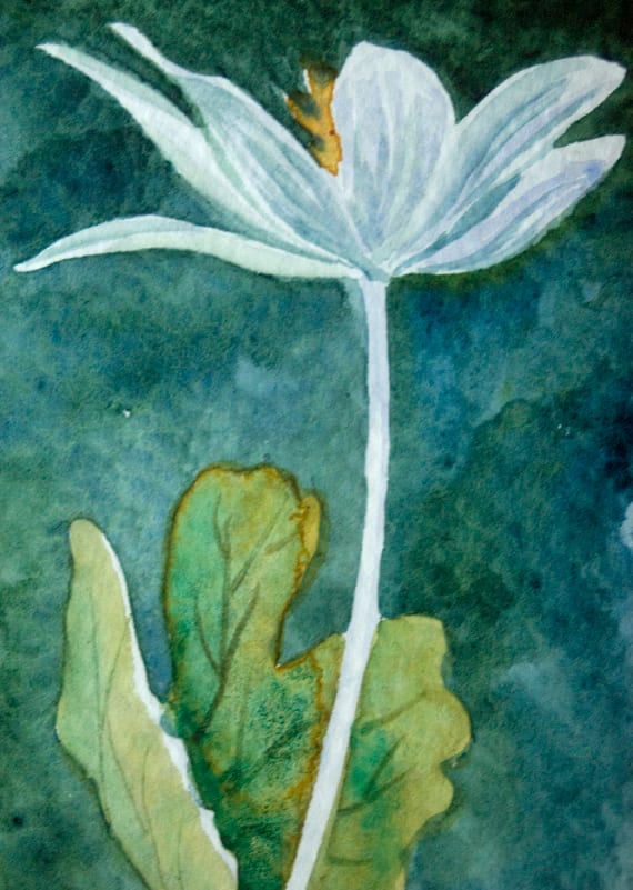 Bloodroot ACEO, 15 of 33 