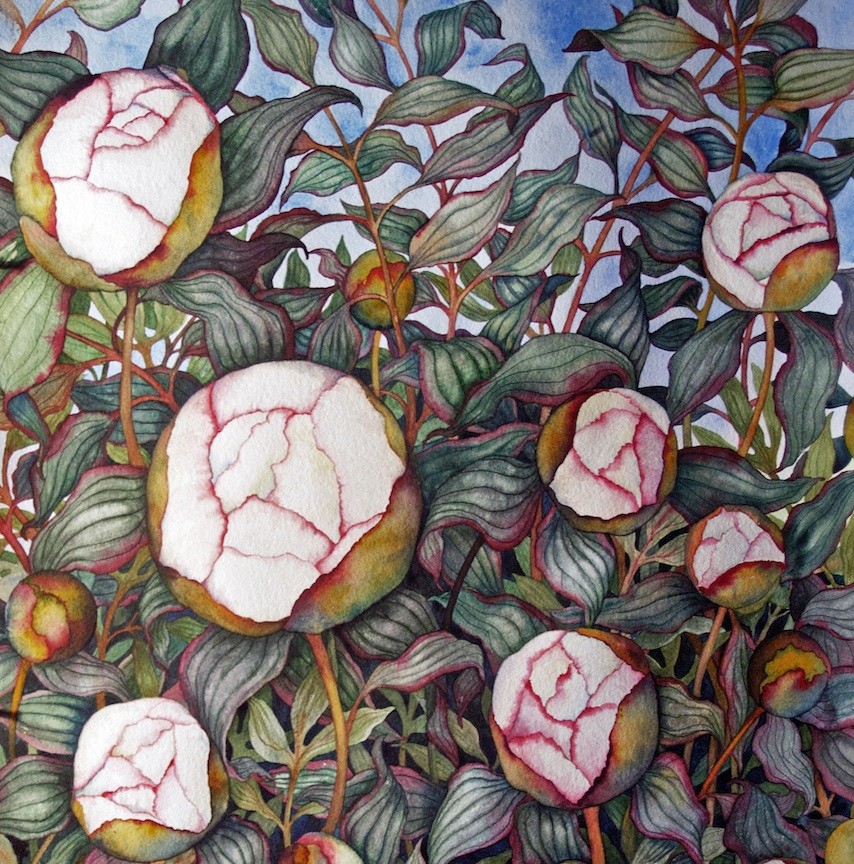 Peony Buds by Helen R Klebesadel 