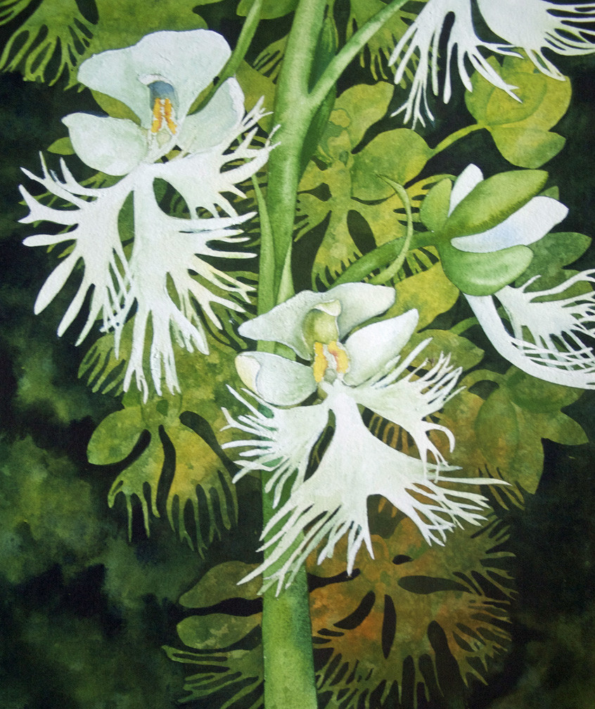 Fringed Prairie Orchids by Helen R Klebesadel 