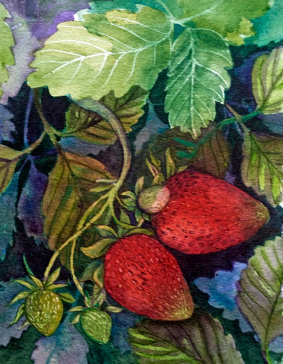 Two Strawberries, 4 of 33 by Helen R Klebesadel 