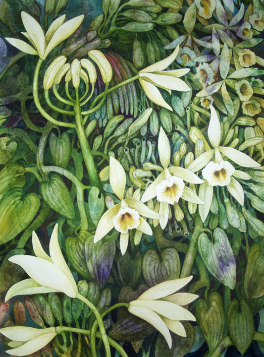 Vanilla Orchid II by Helen R Klebesadel 