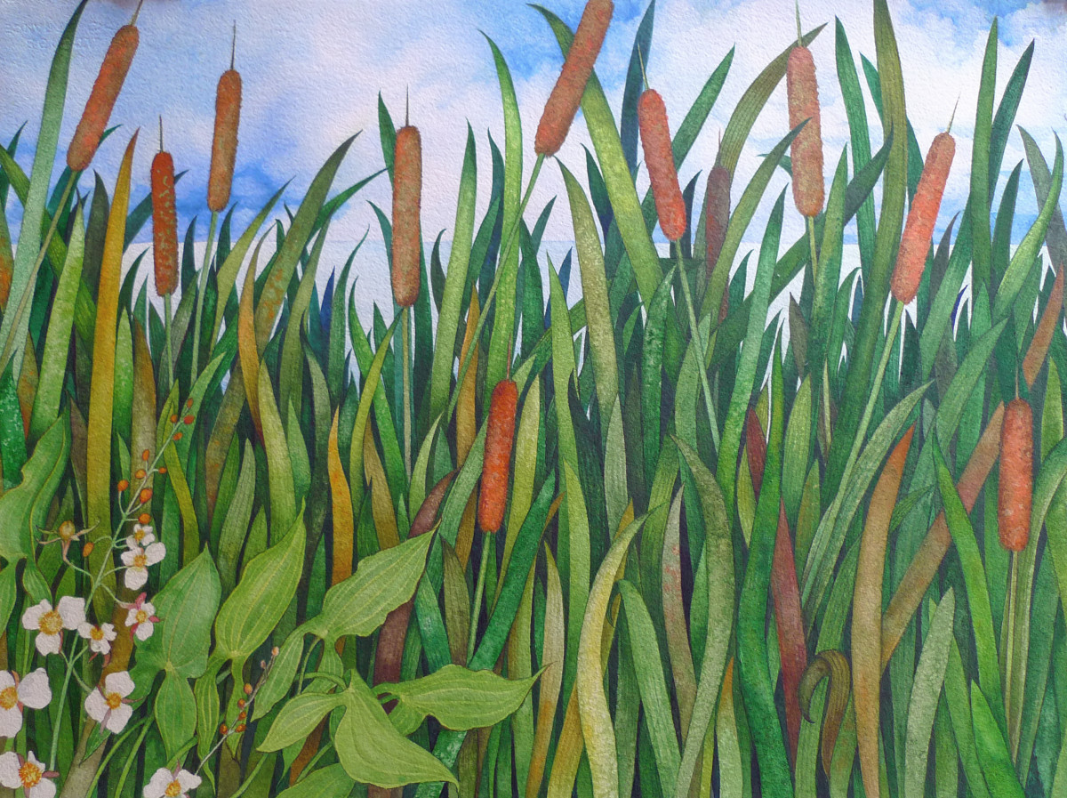 Cattails and Arrow Root by Helen R Klebesadel 