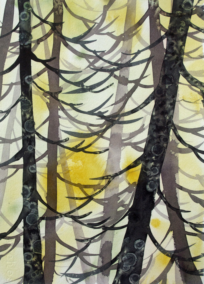 Yellow Cedar Study by Helen R Klebesadel 