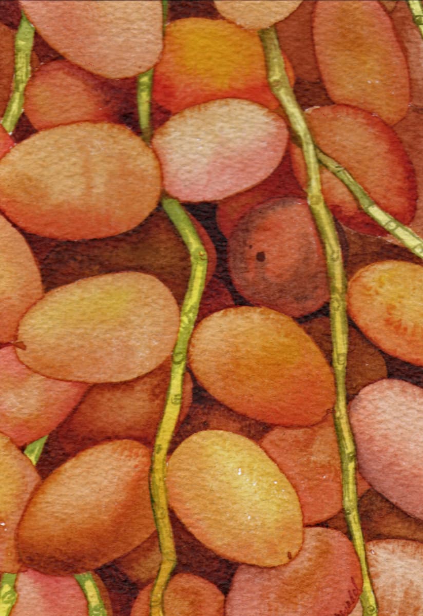 Fresh Dates an orignal watercolor by Helen R Klebesadel 