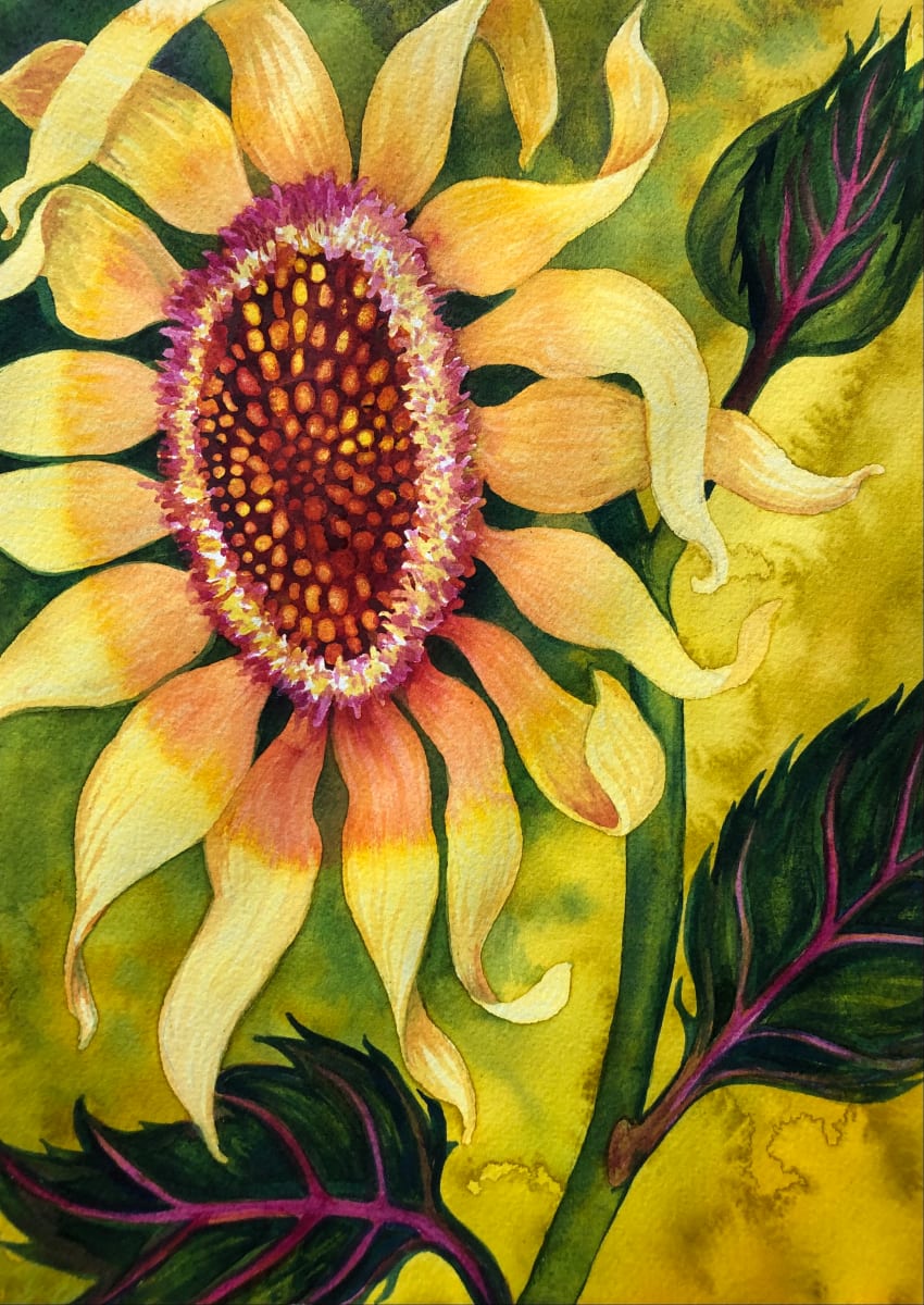 Garden Sunflower 