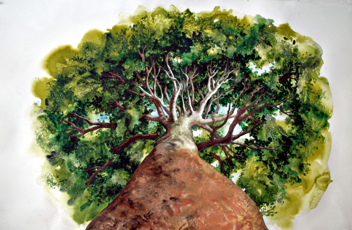 Glory of Old Growth Commission by Helen R Klebesadel 